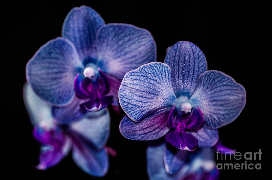Purple orchid #3 Photograph by Gerald Kloss