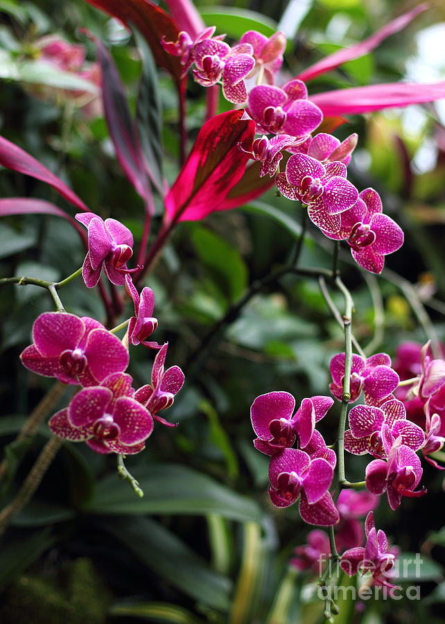 Purple Orchids #1 Photograph by Angela Rath