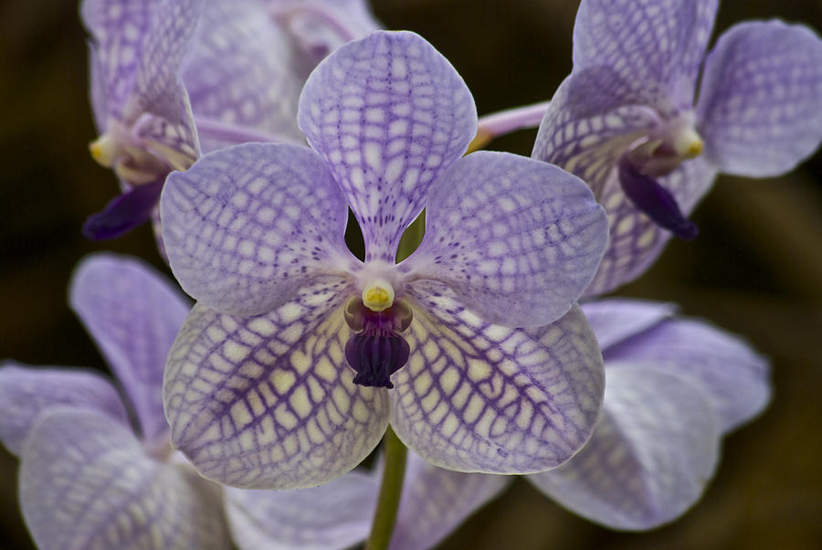 Purple Orchids #1 Photograph by Michael Peychich