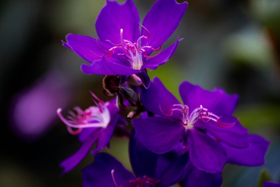 Flower Photograph - Purple passion #1 by Bill Zajac