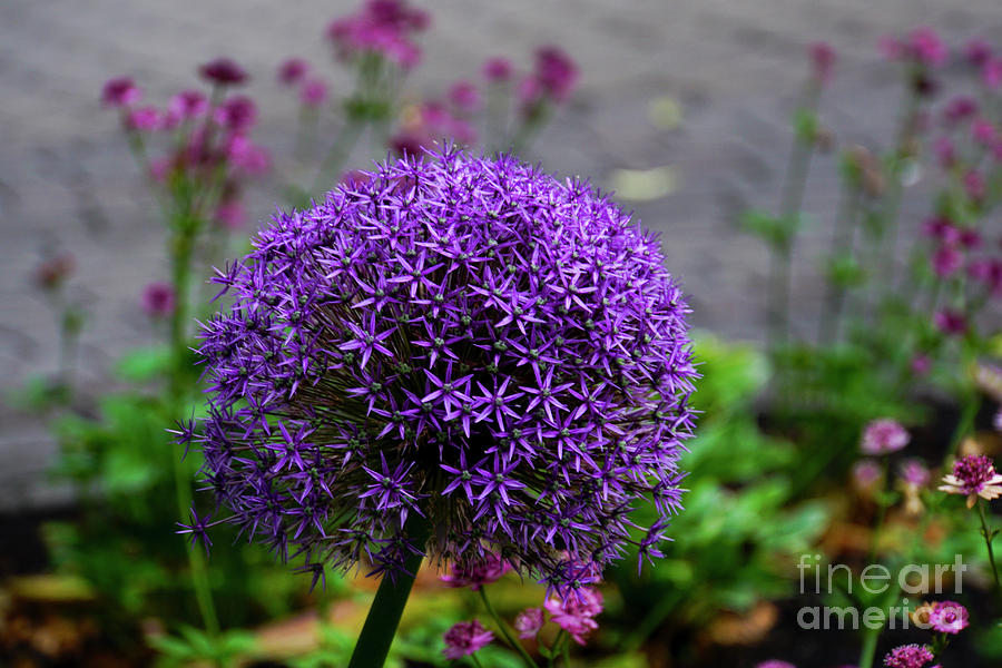 Purple Persian onion #1 Photograph by Vladi Alon