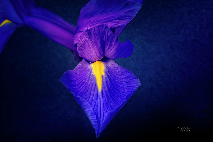 Purple Petals #1 Photograph by Bill Posner