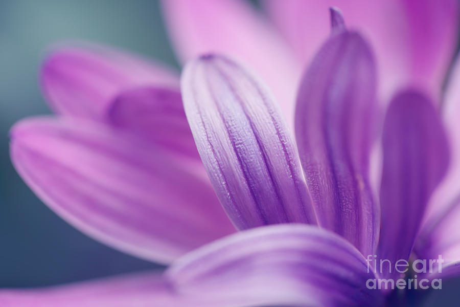 Flower Photograph - Purple petals..... #1 by LHJB Photography