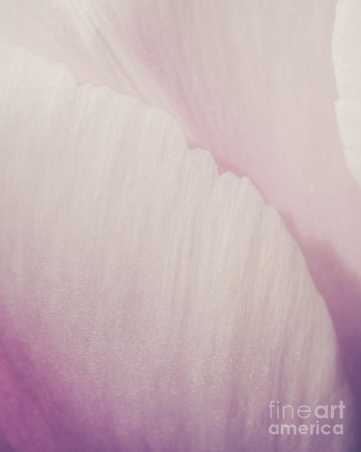 Purple Petals #1 Photograph by Lucid Mood