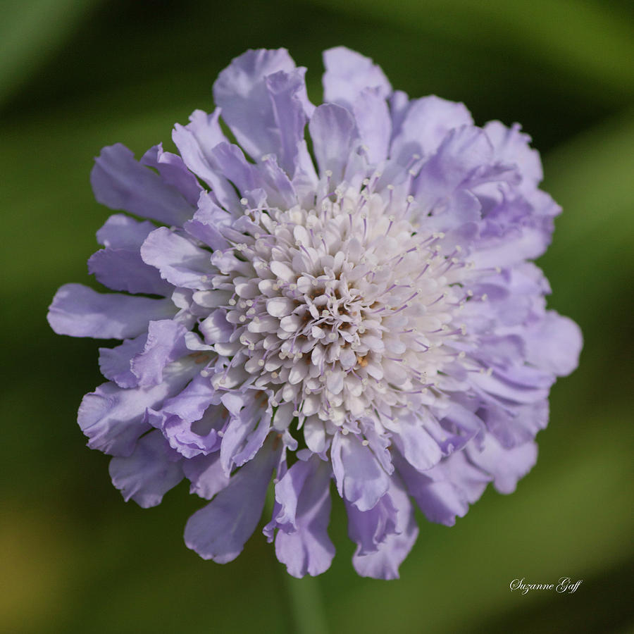 Nature Photograph - Purple Pincushion Flower #2 by Suzanne Gaff