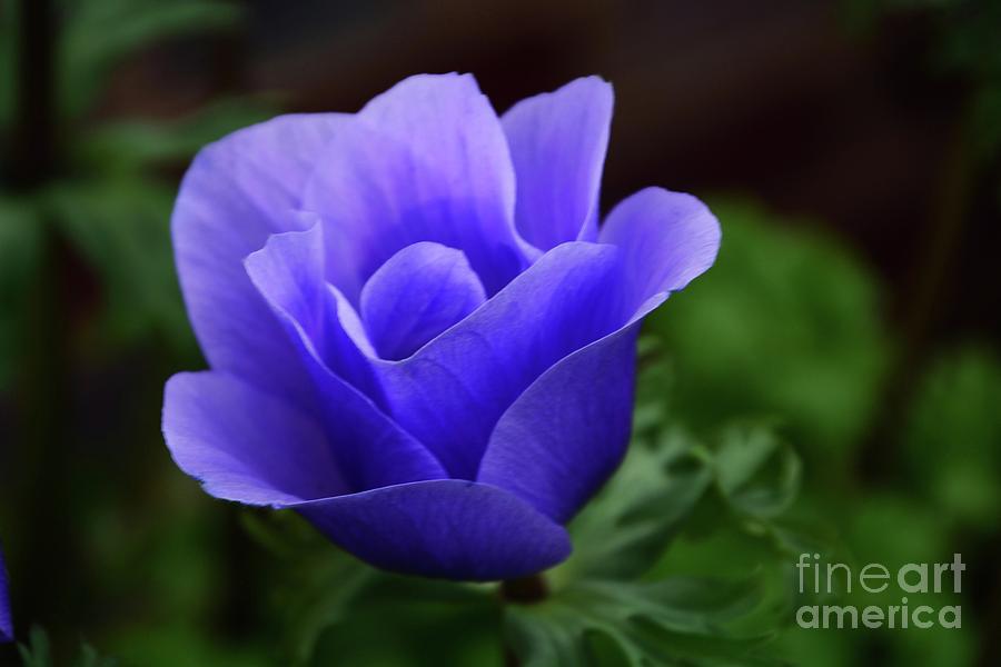 Purple Poppy #1 Photograph by Cindy Manero