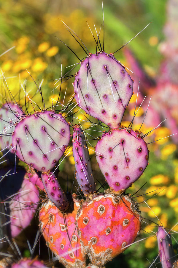 Purple Prickly Pear Cactus  #1 Photograph by Saija Lehtonen