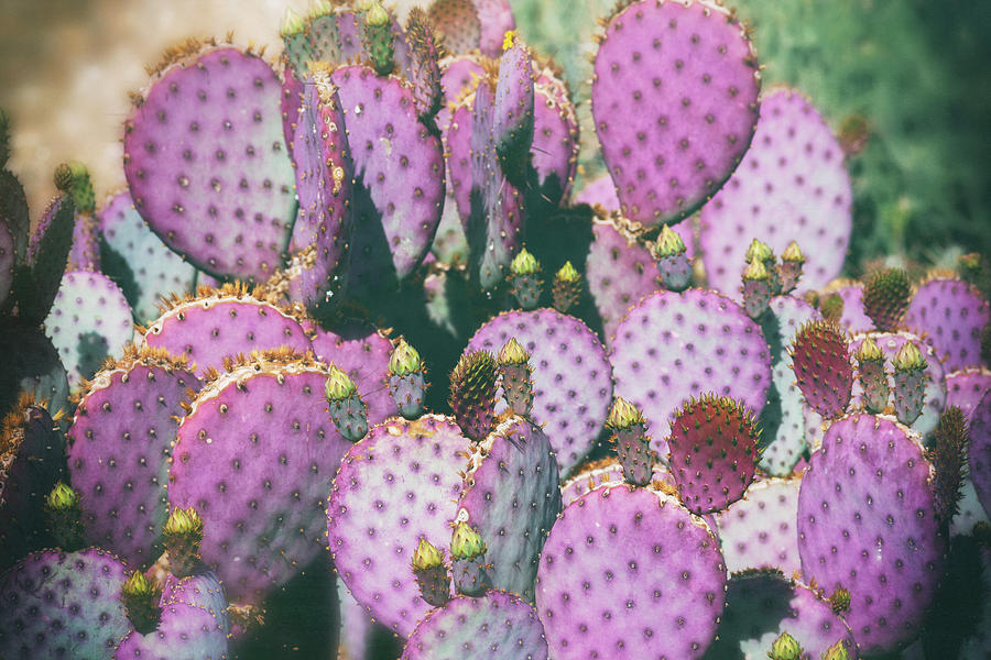 Purple Prickly Pear Pads #1 Photograph by Saija Lehtonen