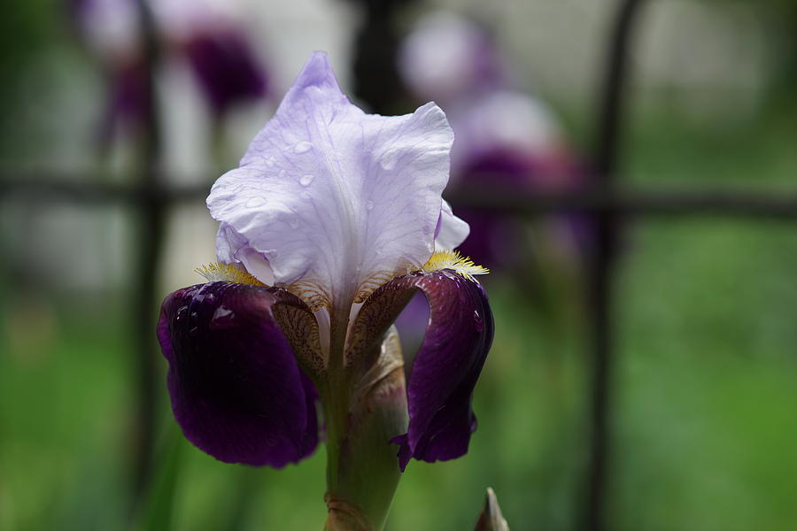 Iris Photograph - Purple Rain #1 by Carrie Goeringer