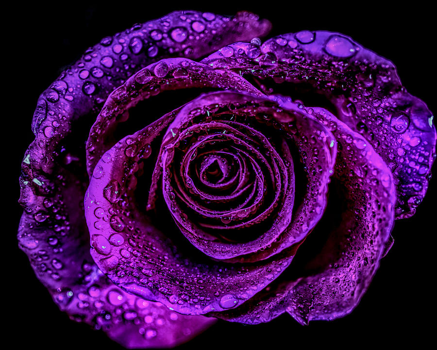 Purple rose #1 Photograph by Lilia S