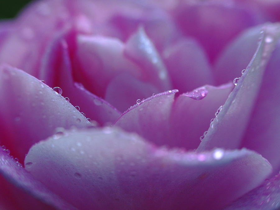 Purple Rose Photography Photograph by Juergen Roth