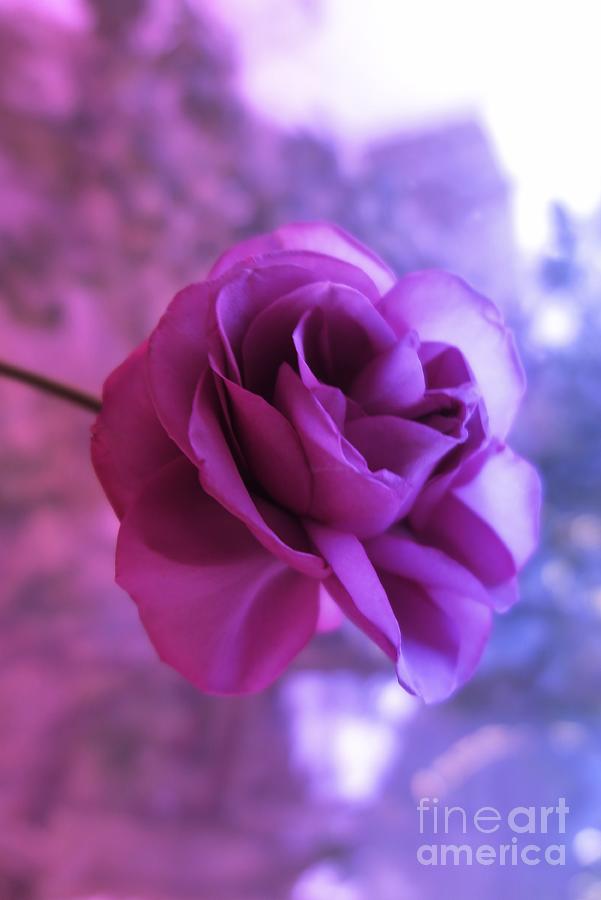 Purple Rose #2 Photograph by Tara Shalton