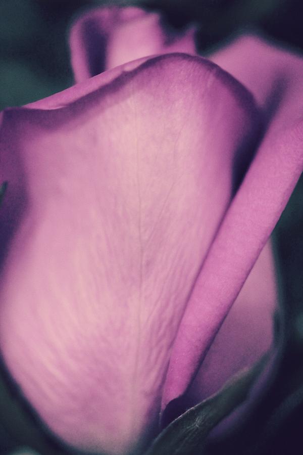 Purple Silk... #1 Photograph by The Art Of Marilyn Ridoutt-Greene