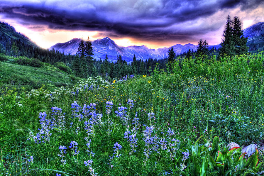 Purple Skies and Wildflowers #2 Photograph by Scott Mahon