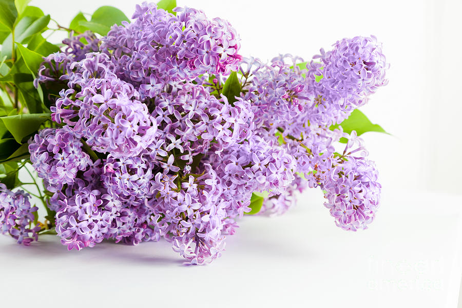 Flower Photograph - Purple spring lilac flowers blooming #1 by Michal Bednarek