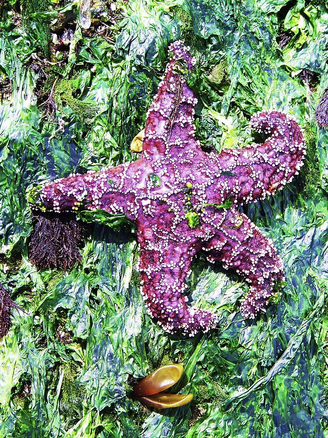 Purple Starfish #1 Photograph by Julie Rauscher