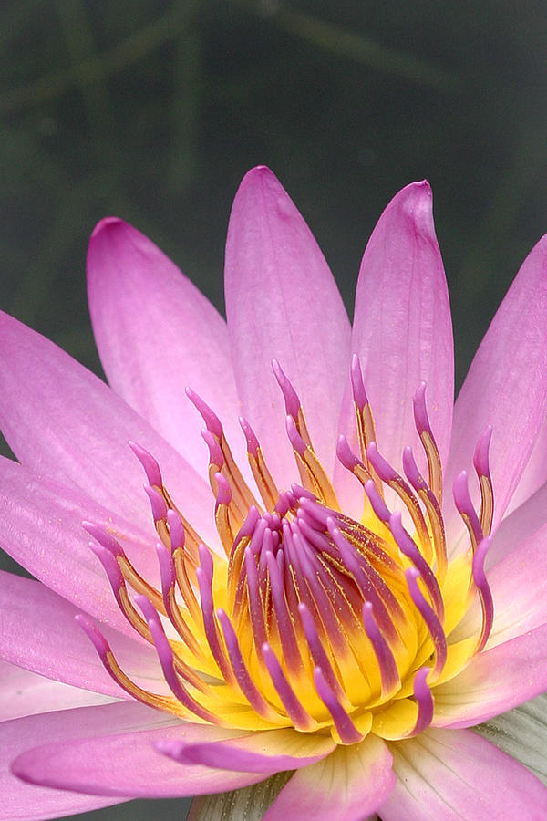 Purple Water Lily In A Pond Maui Hawaii Photograph