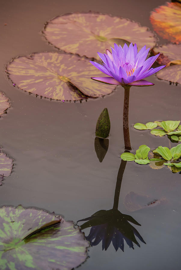 Purple Water Lily 2 Photograph by Pamela Williams