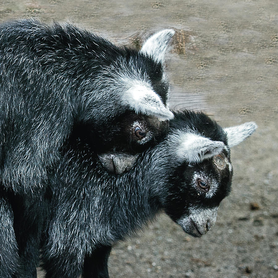 Pygmy Goat Kid Siblings #1 Photograph by William Bitman