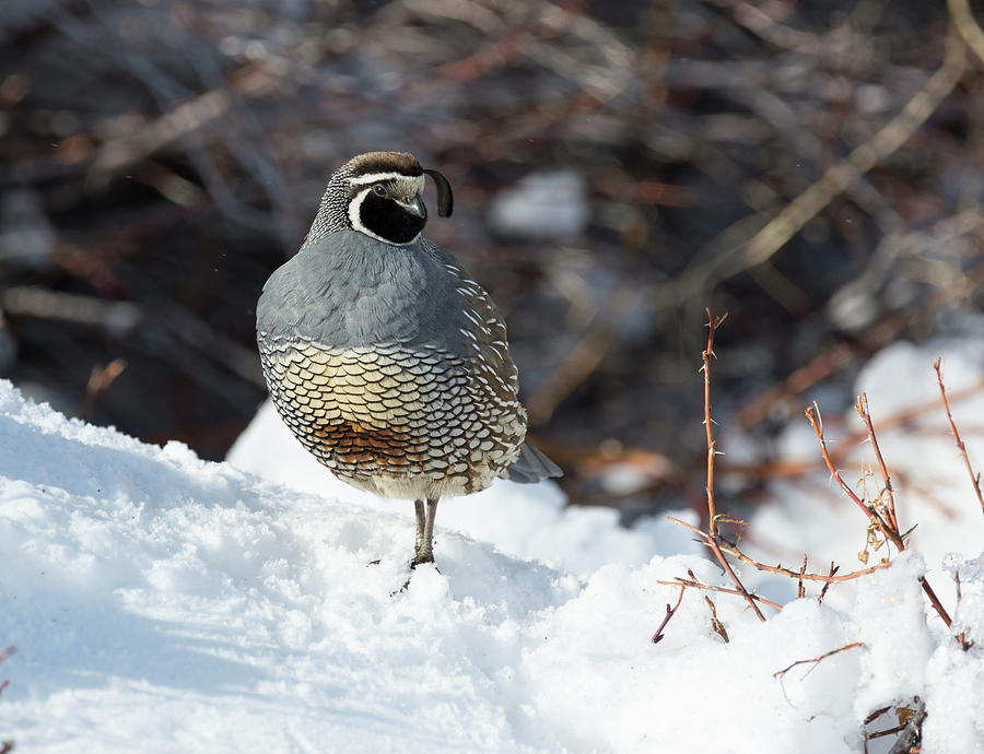 Quail Hollow by Scott Warner Quail Hollow by Scott Warner