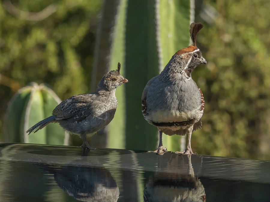 Quail Juvenile and Adult 3061 #1 Photograph by Tam Ryan
