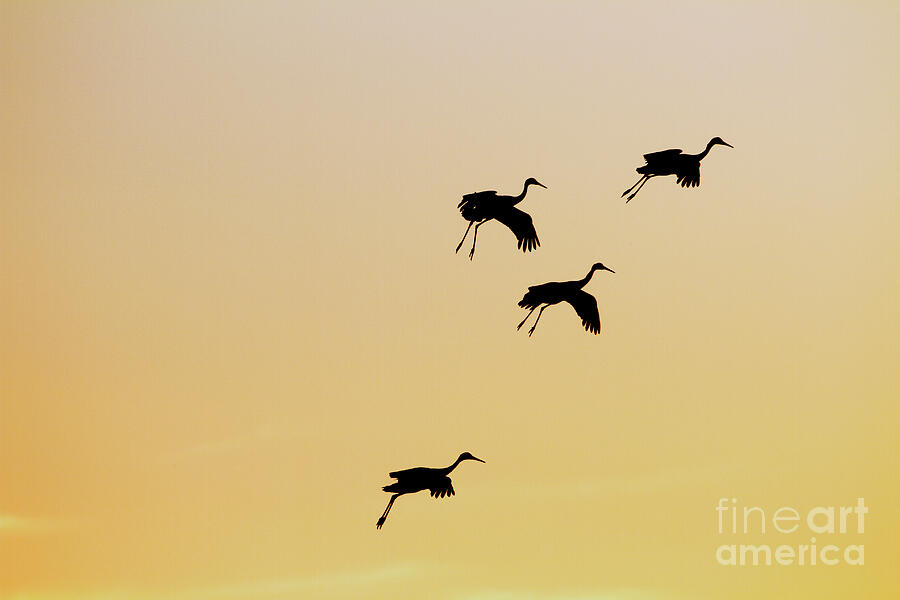Quartet of Sandhill Cranes Photograph by Ruth Jolly