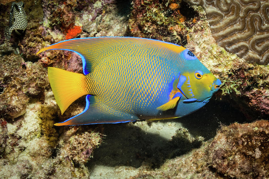 Queen Angelfish 3 Photograph by Robert Wrenn - Fine Art America