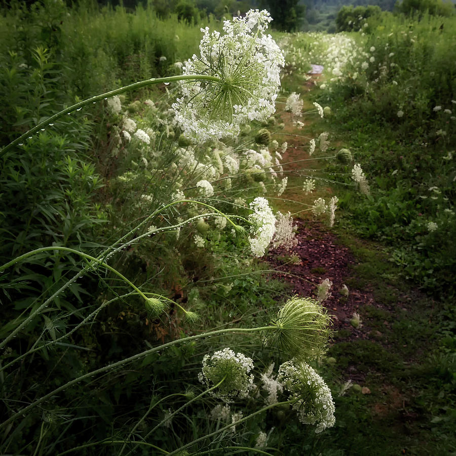 Queen Annes Lace #1 Photograph by Bill Wakeley