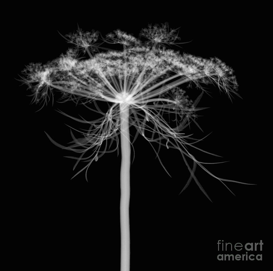 Queen Annes Lace, X-ray #3 Photograph by Ted Kinsman