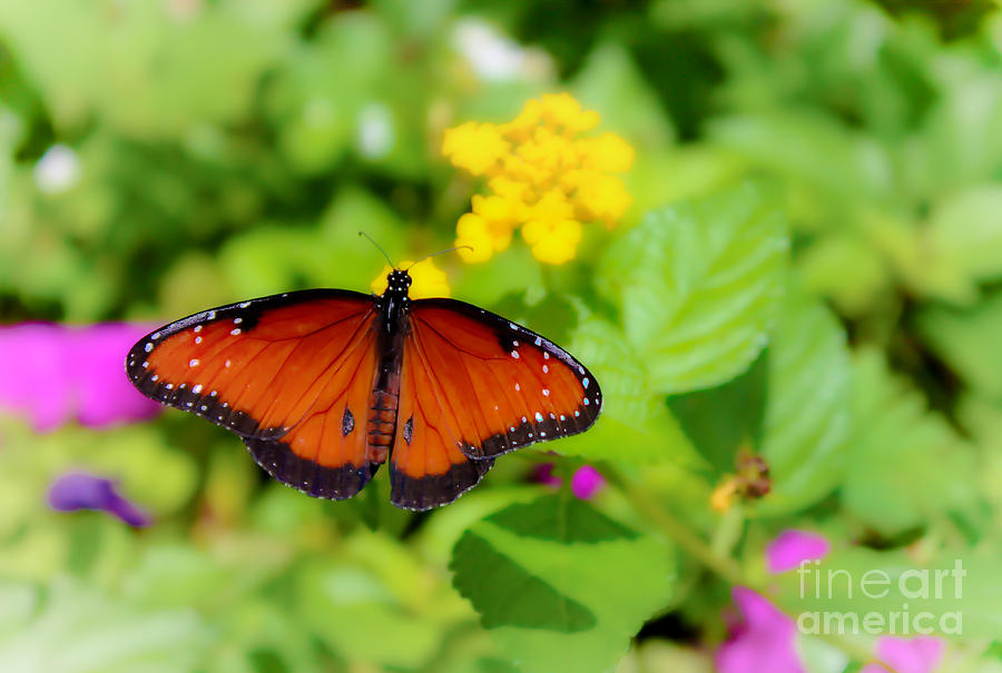 Queen Butterfly Fantasy Photograph by Mesa Teresita