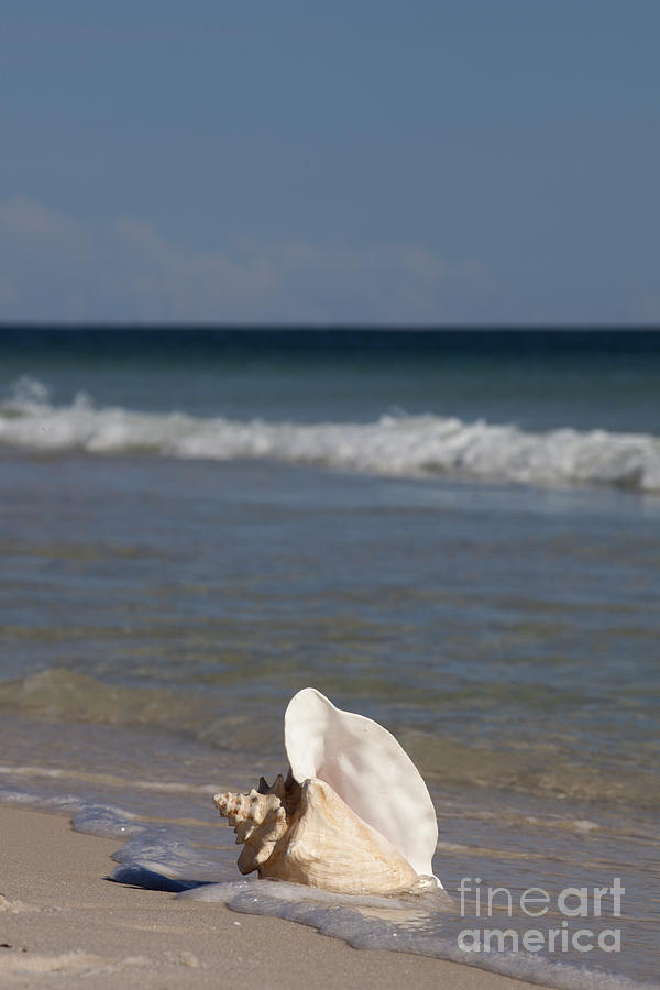 Queen Conch on the beach #1 Photograph by Anthony Totah