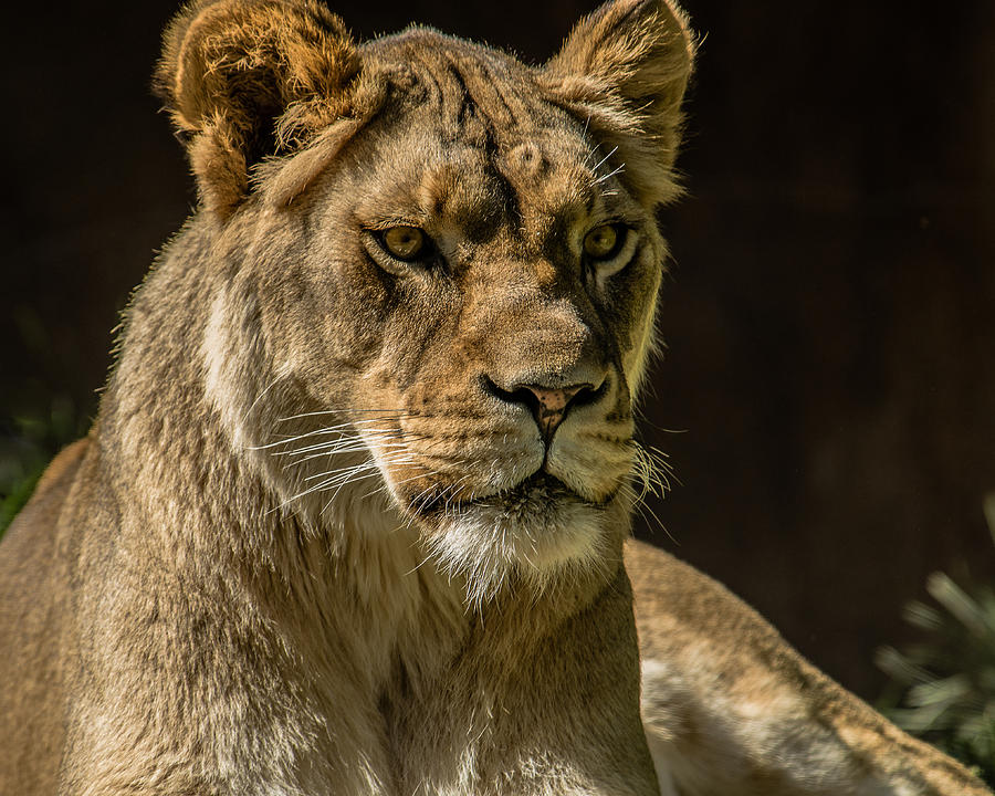 Queen Of Lions Photograph by Yeates Photography