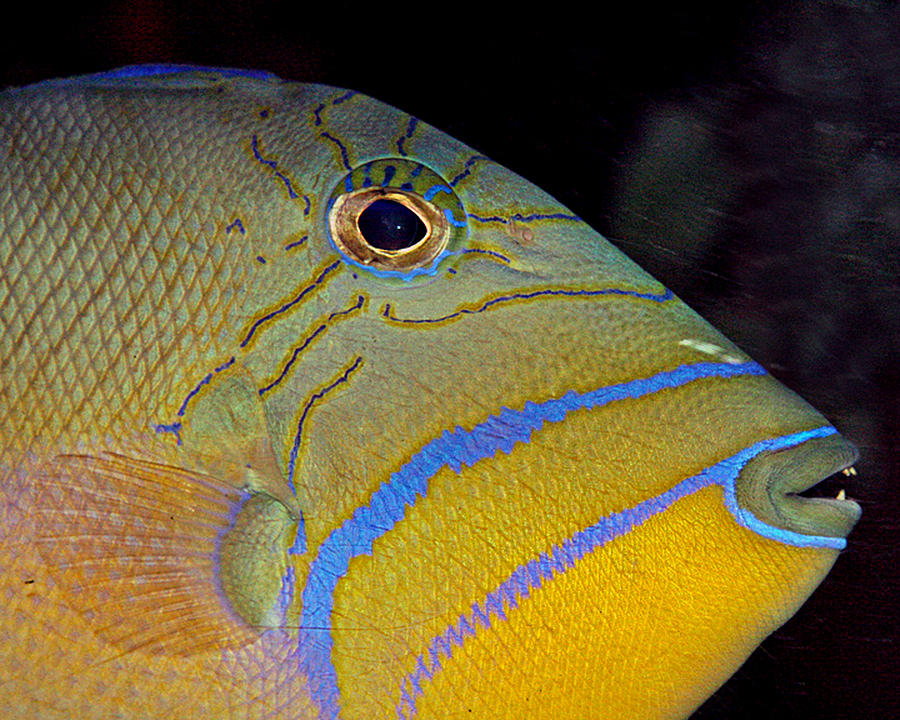 Queen Triggerfish #1 Photograph by Larry Linton