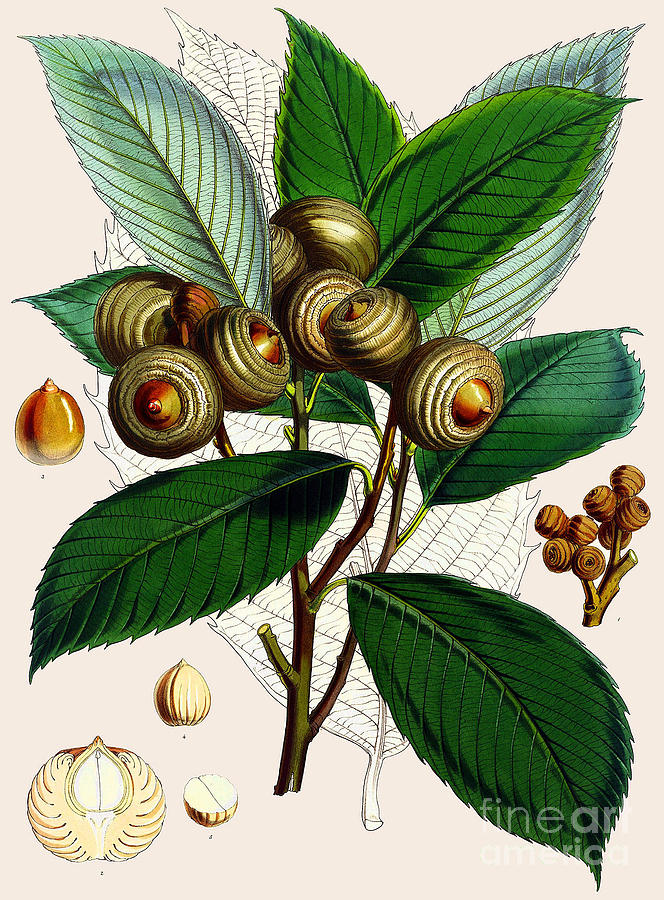 Quercus lamellosa Painting by Joseph Dalton Hooker