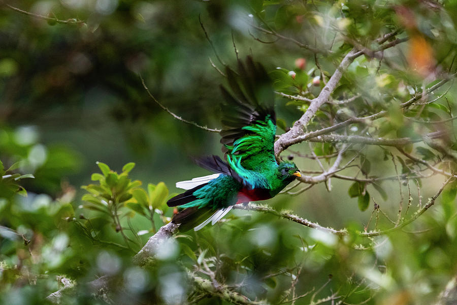 Quetzal in Costa Rica Pyrography by Yoshiki Nakamura