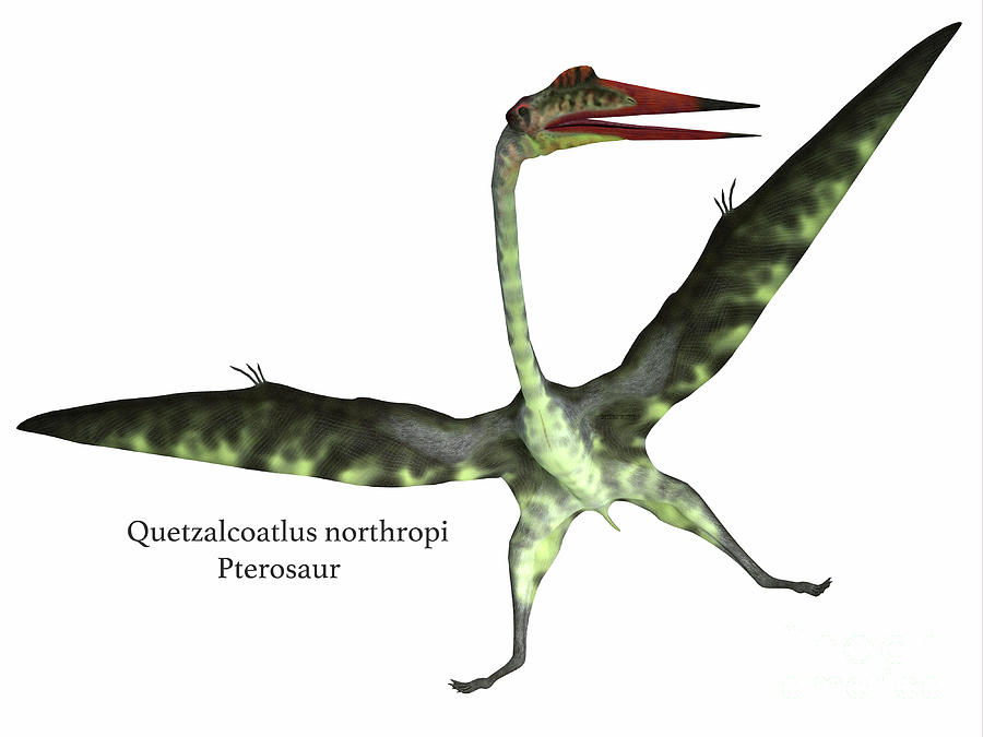 Quetzalcoatlus Reptile on White #1 Digital Art by Corey Ford