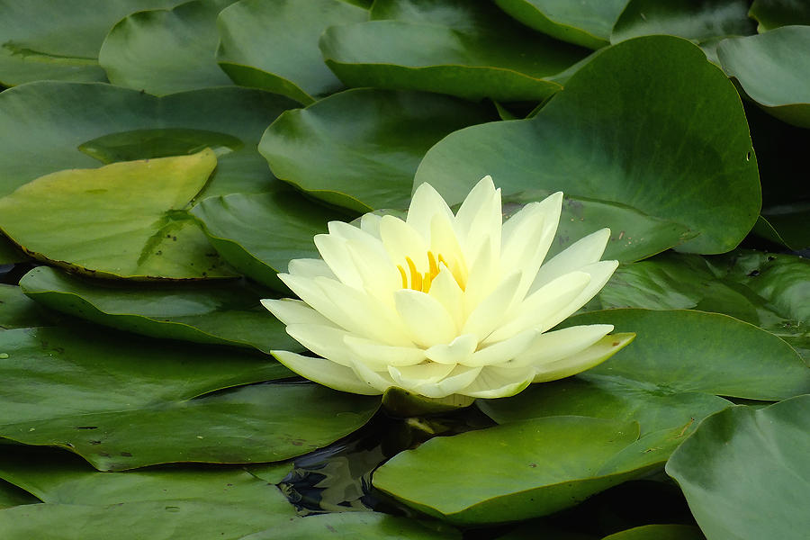 Water Lily Photograph - Quiet Beauty #1 by Bill Morgenstern