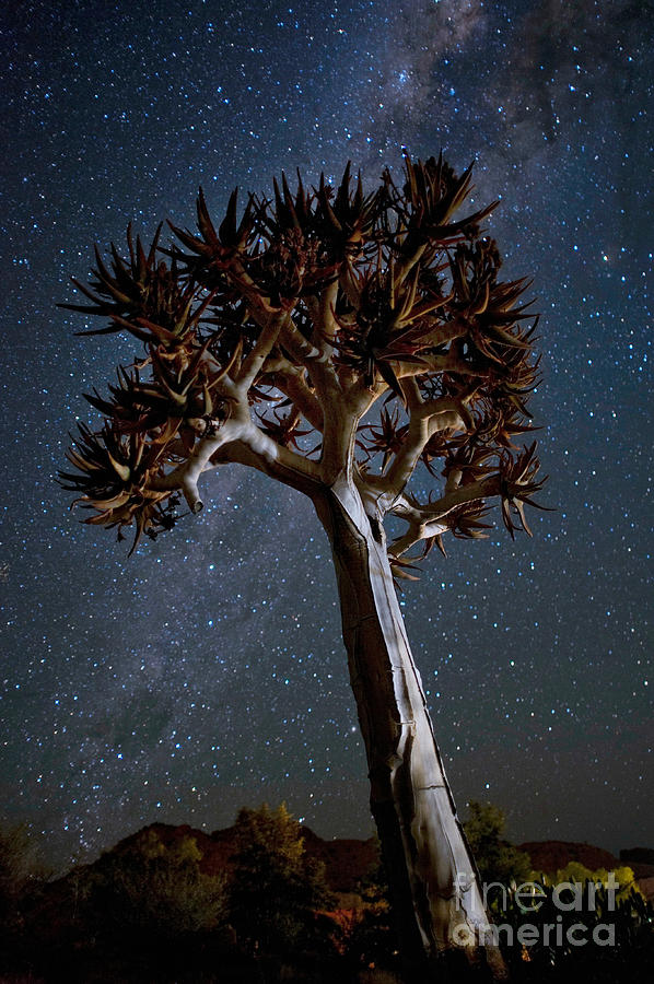 Quiver Tree At Night #2 Photograph by Francesco Tomasinelli