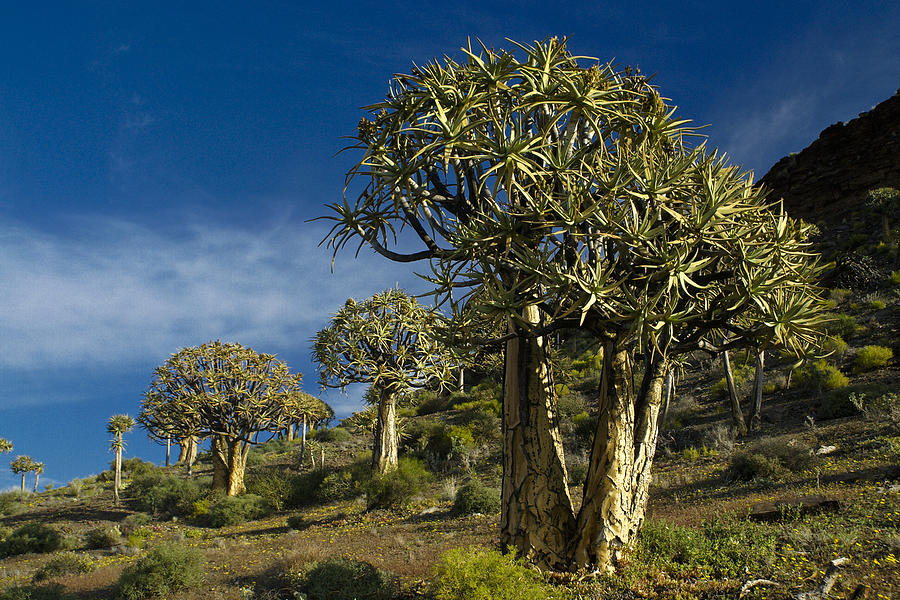 Tree Photograph - Quiver Tree Forest #1 by Michele Burgess