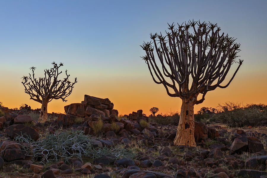 Quiver Tree Forest - Namibia #1 Photograph by Joana Kruse
