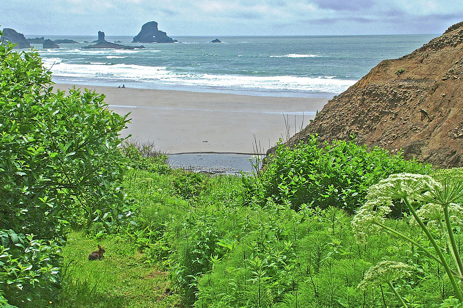 Rabbit by Indian Beach in Ecola State Park, Oregon #1 Photograph by Ruth Hager