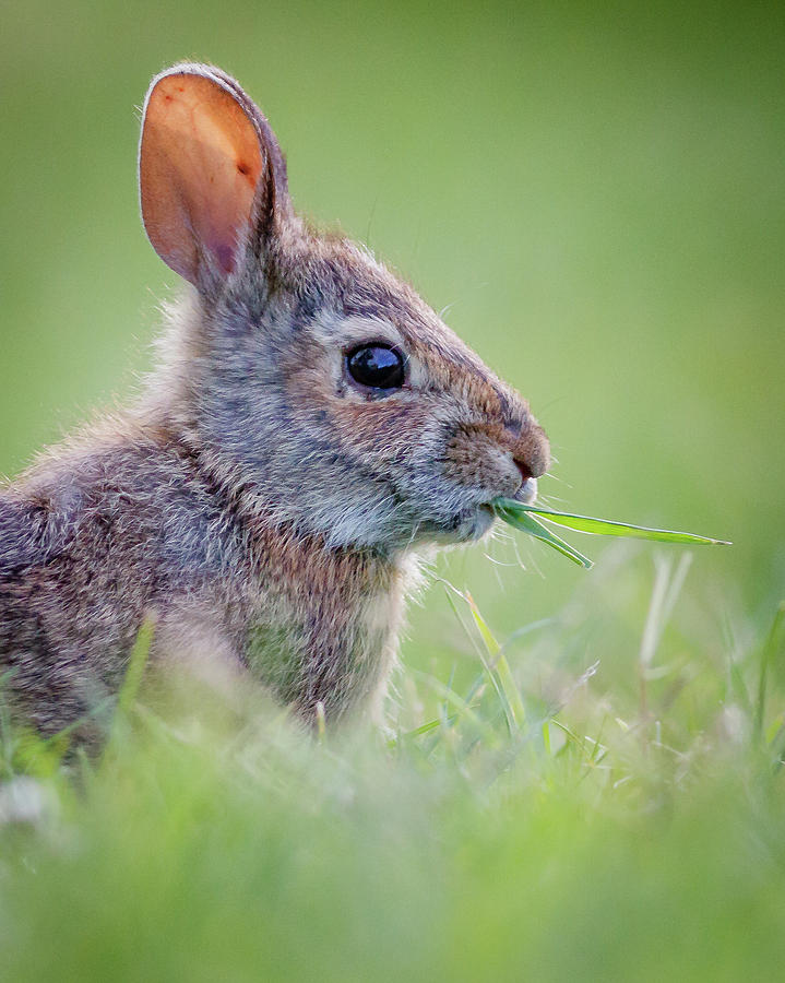 Rabbit Eating Grass Photograph by Gary Detonnancourt