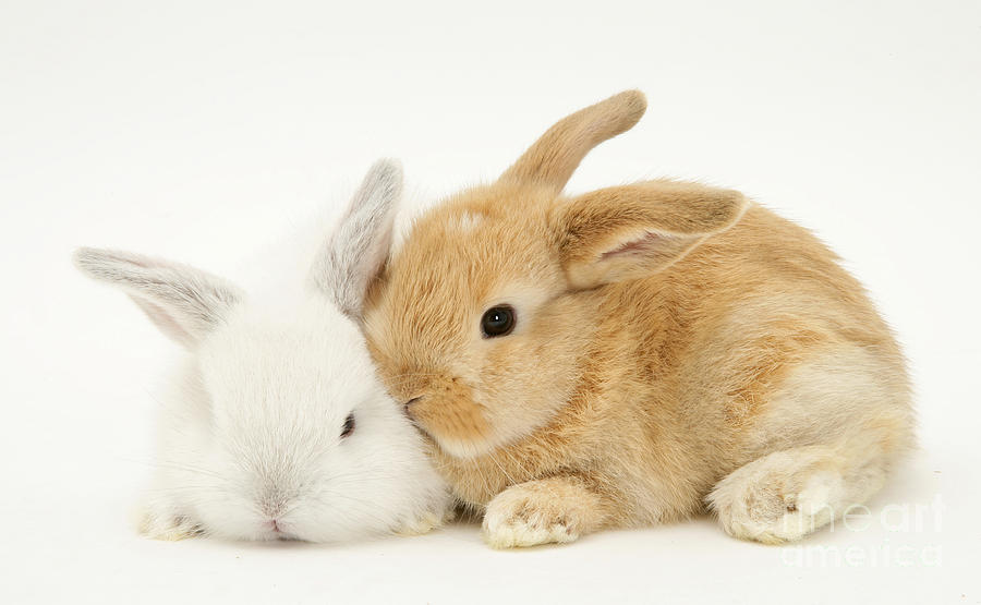 Rabbits #1 Photograph by Jane Burton Rabbits #1 Photograph by Jane Burton