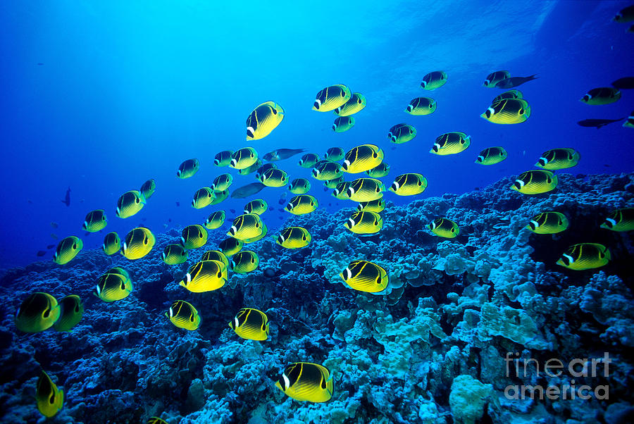 Raccoon Butterflyfish #1 Photograph by Dave Fleetham - Printscapes