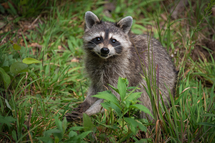 Raccoon #1 Photograph by Joye Ardyn Durham