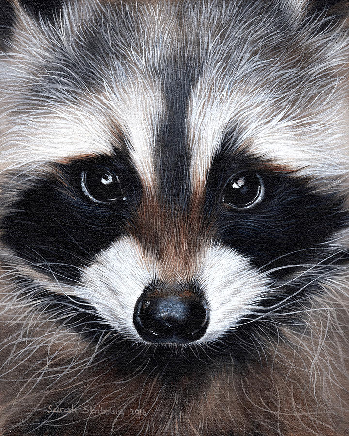 Wildlife Painting - Raccoon #2 by Sarah Stribbling