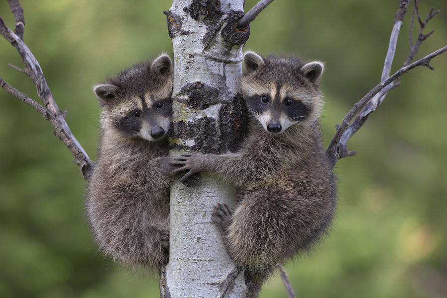 Raccoon Two Babies Climbing Tree  Photograph by Tim Fitzharris