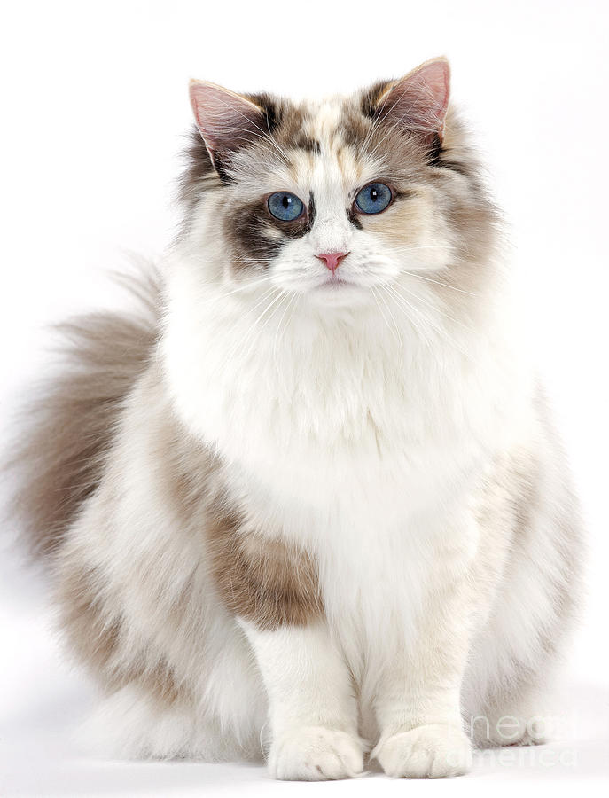 Ragdoll Kitten #1 Photograph by Jean-Michel Labat