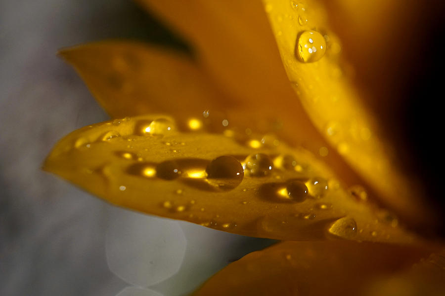 Rain drops on Sunflower #1 Photograph by Lilia S