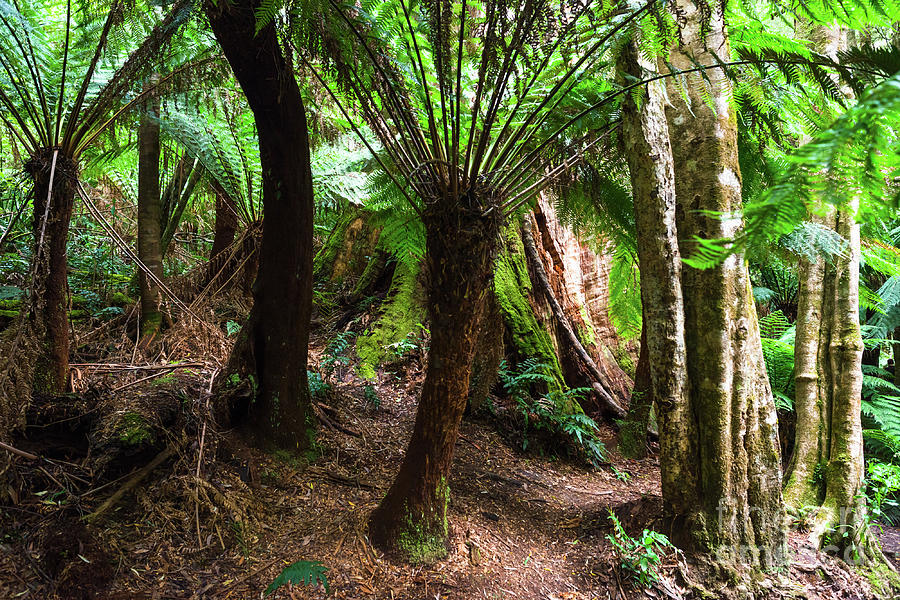 Rain forest at Melba Gully State Park #1 Photograph by Andrew Michael